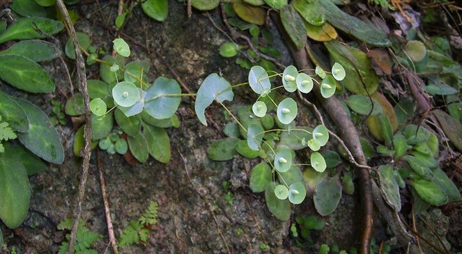 穿心草 统 产地 广西壮族自治区河池市